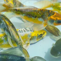 ماهی کوی|ماهی|اصفهان, پارک خبرنگار|دیوار