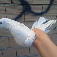 6 عدد کبوتر درجه یک