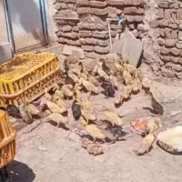 اردک ۴۰ روزه درشت و سالم قیمت مفت