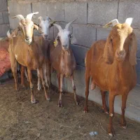 فروش بز داشتی