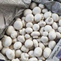 فروش عمده و خرده قارچ