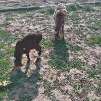 میش و بز زایده