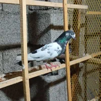 کبوتر وطوطی عروس