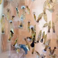 ماهی کوپی خوشگل