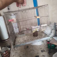 قفس سهره معاوضه با قفس طوطی