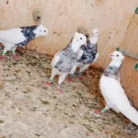 طوق شازه ای هوای