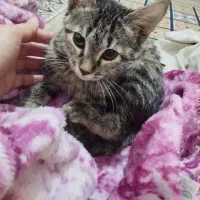 واگذاری رایگان بچه گربه ماده دو ماهه