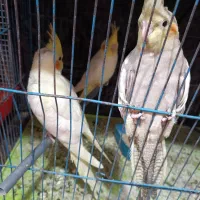 فروش جوجه 2/5 ماهه عروس هلندی