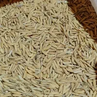 بذر برنج طارم هاشمی