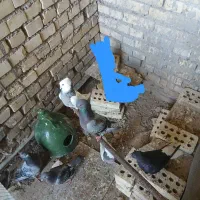 کبوتر رنگی و پلاکی