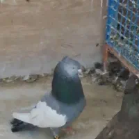نر سینه سبز و سیاه یکت سفید و ماده مخمل