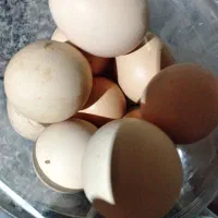 تخم مرغ بلدرچین .مرغ