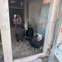 تخم نطفه دار لهستانی