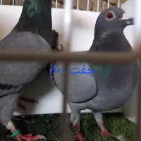 کفتر|پرنده|شیراز, ظفرآباد|دیوار