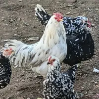 مرغ معاوضه باکفتر