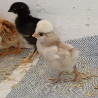 فروش جوجه 10روزه مرندی لهستانی گلپایگان