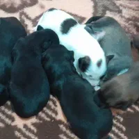 سگ شیتزو با ۵تا توله تازه دنیا اومده ۱۶روز