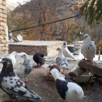 هشت جفت کبوتر به شرط بگرد و جوجه کشی به فروش میرسد