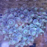 شقایق حبابی خلیج