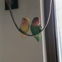 طوطی|پرنده|رشت, معلم|دیوار