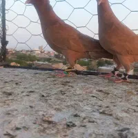 کبوتر رنگی