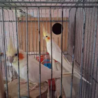 عروس هلندی (مولد)