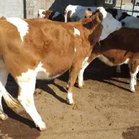 گوساله درشت در ایلام