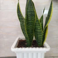 گل های آپارتمانی