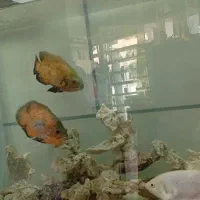 ماهی اسکار معاوضه