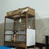قفس چوبی جفت عروس روی تخم