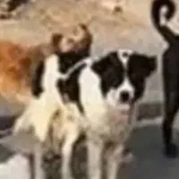 سگ های رایگان کاملا رایگان بدون سوالات