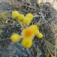 عسل طبیعی ناب
