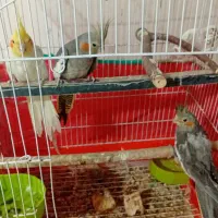 یک جفت عروس هلندی به همراه یک جوجه