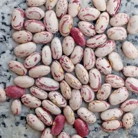 لوبیا چیتی درجه1 کشت آبی