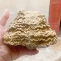 فروش ویژه فسیل پنجه پری