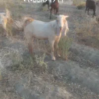چپشت نر