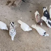 9 عدد کبوتر برای فروش