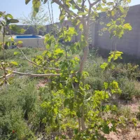 باغ 500 متری معاوضه با خودرو