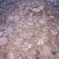 کود|گل و گیاه طبیعی|بهبهان, |دیوار