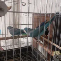 راهب  و گرینچیک و عروس هلندی