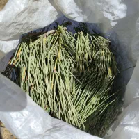 افدرا ( علیجونی یا ریش بزی)