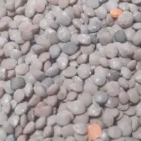 عدس|خوردنی و آشامیدنی|دورود, |دیوار