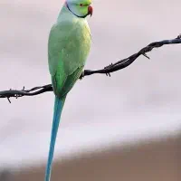 طوطی