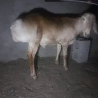 بره نر
