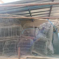 سیصدسر قفس با همه لوازم با فن و کلی لوازم اضافه
