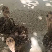 جوجه بوقلمون