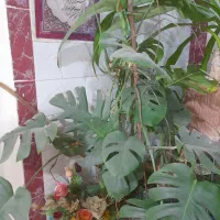 گل وگیاه|گل و گیاه طبیعی|دزفول, |دیوار