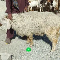 گوسفند نر بزرگ نسل دار  برا مالداری