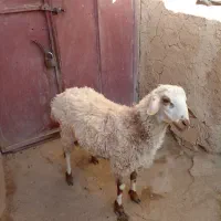 بره نر