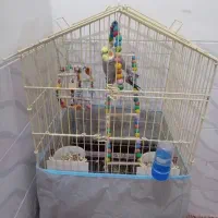 عروس هلندی